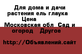 Для дома и дачи-растения ель глаука › Цена ­ 3 500 - Московская обл. Сад и огород » Другое   